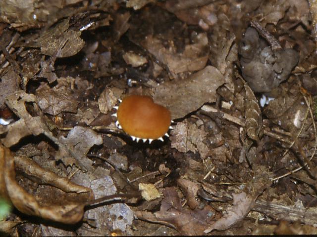 Galerina da determinare n�14.